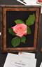 Charismatic ™ rose photo
