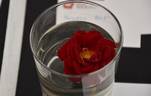 George Best rose photo