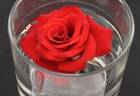 Daddy Frank rose photo