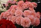 Tickled Pink rose photo