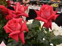 Red Devil rose photo