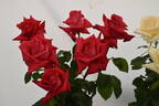Red Devil rose photo