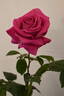 All My Loving rose photo