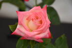 Charismatic ™ rose photo
