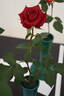 Chessie's Favorite rose photo