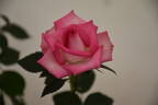 Joy rose photo