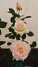 Isn't She Lovely rose photo