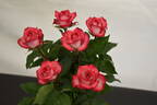 Renegade rose photo
