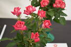 Chelsea Belle rose photo