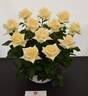 The Wainwright Rose rose photo