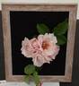 Chawton Cottage rose photo
