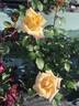 Barbara rose photo