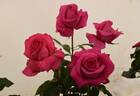 All My Loving rose photo