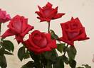 Red Devil rose photo