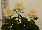 The Wainwright Rose rose photo