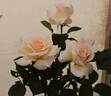 Isn't She Lovely rose photo