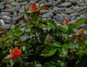 Betty Harkness rose photo