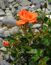 Betty Harkness rose photo