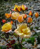 Royal Pageant rose photo