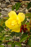 Morning Has Broken rose photo