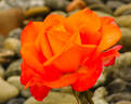 Seventh Heaven rose photo