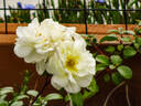 Danaë rose photo