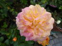 Lampion rose photo