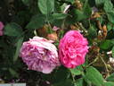 Jeanne de Montfort rose photo