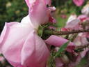 Jeanne de Montfort rose photo
