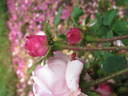 Jeanne de Montfort rose photo