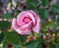 Little Sir Echo rose photo