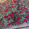 Galaxy rose photo