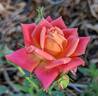 Anita Charles ™ rose photo