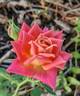 Anita Charles ™ rose photo