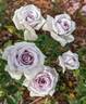 Winter Magic ™ rose photo