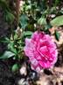 Fizzy Lady rose photo