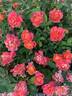Disneyland Rose ® rose photo