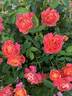 Disneyland Rose ® rose photo