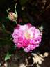 Fizzy Lady rose photo