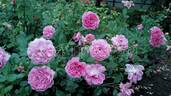Blue Boy rose photo