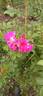 Julia Bugnet rose photo
