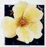 Mermaid rose photo
