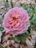 Roses en Baie rose photo