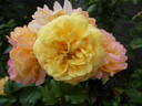 Lampion rose photo