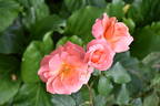 Elizabeth of Glamis ® rose photo