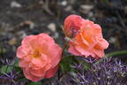 Elizabeth of Glamis ® rose photo