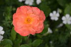 Elizabeth of Glamis ® rose photo