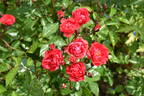 Orange Triumph rose photo