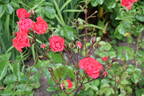 Orange Triumph rose photo