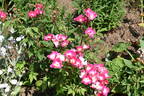 Britannia rose photo